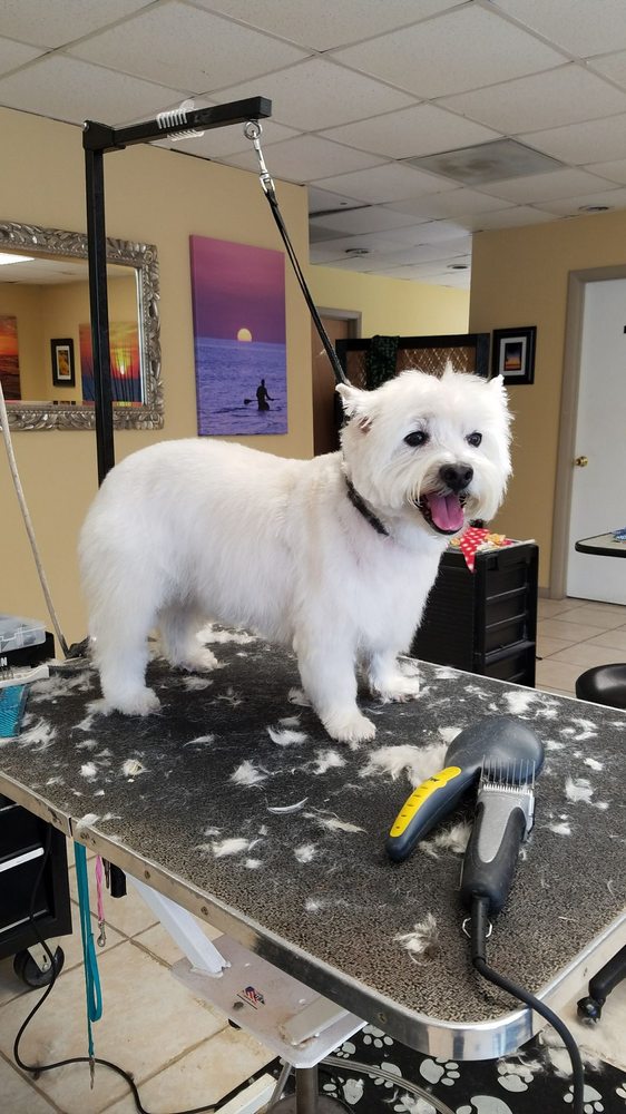 BRITTANY THE GROOMER Updated October 2024 36 Photos Palm Coast