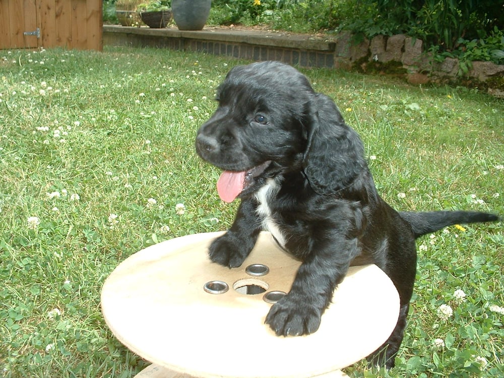 WHITE LODGE BOARDING KENNELS AND CATTERY Station lane, Melton Mowbray