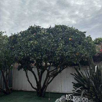Torres Landscape & Gardening - an orange tree in a backyard - Landscaping Near Me Torres Landscape & Gardening - an orange tree in a backyard - Landscaping Near Me