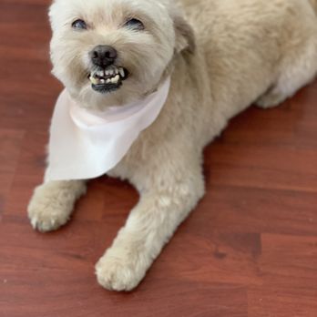 Puppy Cut Grooming - Pet Groomers Near Me - North Highlands, California Puppy Cut Grooming - Pet Groomers Near Me - North Highlands, California