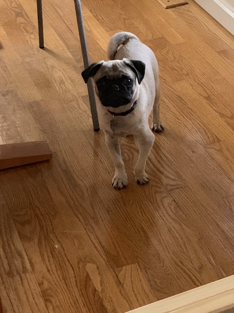 VALLEY INN FOR PETS 13 Reviews 320 Russell St, Hadley, MA Yelp