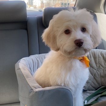 Sydnee's Pet Grooming - Shea did great for my 4 month old cockapoo's first haircut! - Pet Groomers Near Me - Chicago, Illinois Sydnee's Pet Grooming - Shea did great for my 4 month old cockapoo's first haircut! - Pet Groomers Near Me - Chicago, Illinois