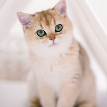 Lovablefluffs Cattery - Pet Breeders Near Me Lovablefluffs Cattery - Pet Breeders Near Me