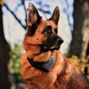 mittelwest german shepherd prices