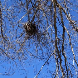 Possibly a verdin's nest.
