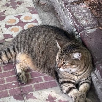 Ernest Hemingway Home  - Look at the paws - Museums Near Me - Key West, Florida