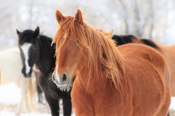 Deerwood Ranch Wild Horse EcoSanctuary by null