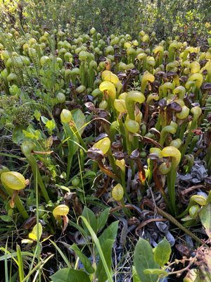 Darlingtonia State Natural Site by null