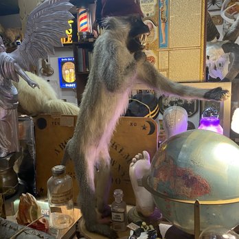 Mudlark Oddities - Lots of cool taxidermy. Reminds me of the monkey in Raiders of the Lost Ark - Antiques Near Me - Seattle, Washington