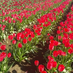 Degoede Bulb Farms Inc-Wholesale