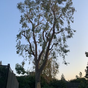 Central Valley Tree Service - After, Nice outcome. - Tree Services Near Me - Bakersfield, California Central Valley Tree Service - After, Nice outcome. - Tree Services Near Me - Bakersfield, California