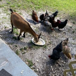 Abundant Living Ministries - Amo estos animales de mi iglesia