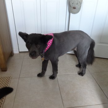 The Clip Joint - Gracie B. after another Great Grooming Session at "The Clip Joint" - Pet Groomers Near Me - Englewood, Florida The Clip Joint - Gracie B. after another Great Grooming Session at "The Clip Joint" - Pet Groomers Near Me - Englewood, Florida
