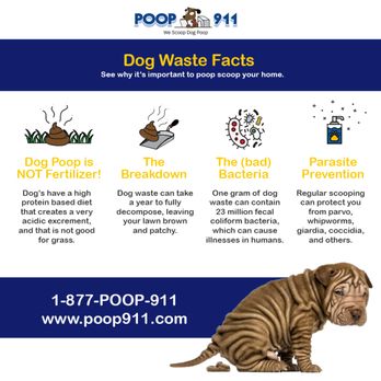 Poop 911 - Pet Waste Removal Near Me Poop 911 - Pet Waste Removal Near Me