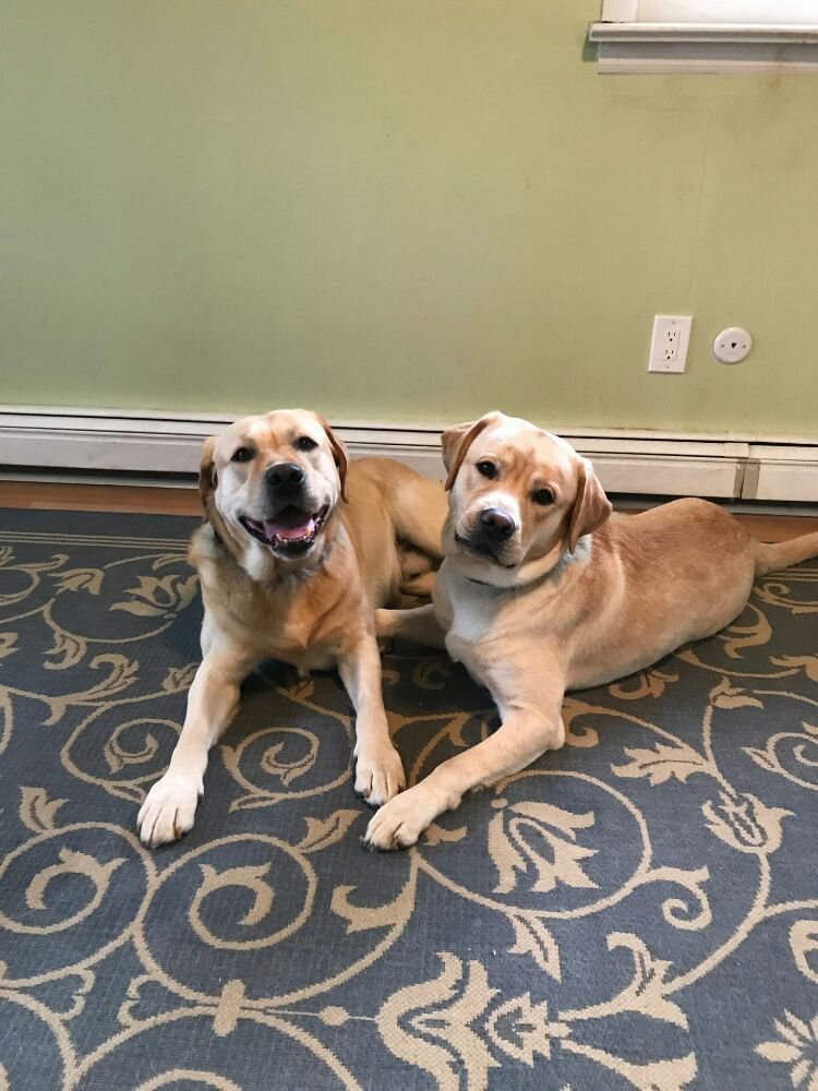 Four Pups Pet Sitting Image