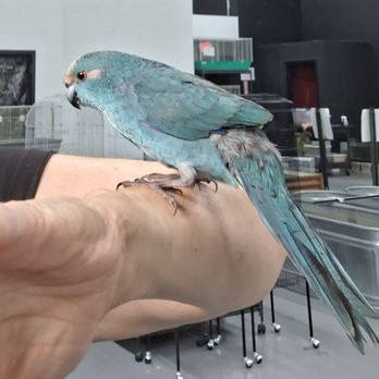 John's Exotic - My Kakariki I got last year! (2023) He was 12 weeks old her. - Pet Stores Near Me - Independence, Missouri John's Exotic - My Kakariki I got last year! (2023) He was 12 weeks old her. - Pet Stores Near Me - Independence, Missouri