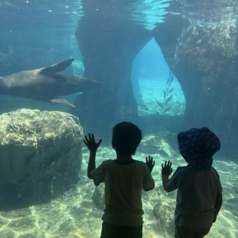 Fresno Chaffee Zoo - Love seal cove! - Zoos Near Me - Fresno, California Fresno Chaffee Zoo - Love seal cove! - Zoos Near Me - Fresno, California
