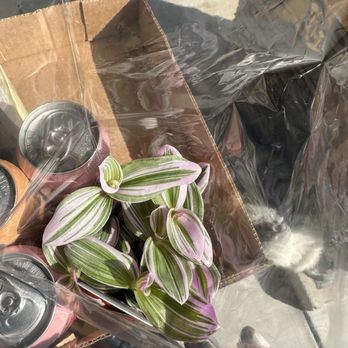Grocery Outlet - Tradescantia Nanouk and Sanzo - Grocery Near Me - Dublin, California