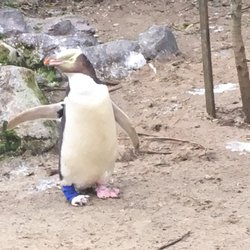 Penguin Place