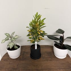 Habig Garden Shops - House plants purchased from Habig