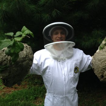 Midwest Pest Control - Hornet nest - Pest Control Near Me - Rockford, Illinois Midwest Pest Control - Hornet nest - Pest Control Near Me - Rockford, Illinois