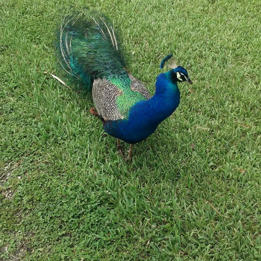 CB Smith Park - A beautiful peacock came for its close-up - Parks Near Me - Pembroke Pines, Florida CB Smith Park - A beautiful peacock came for its close-up - Parks Near Me - Pembroke Pines, Florida