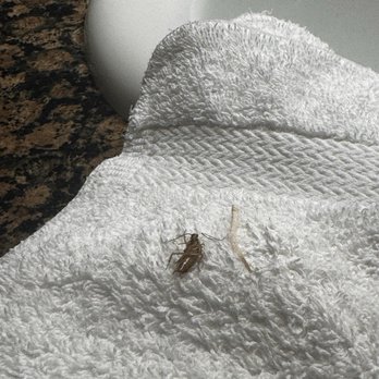 Midnight Cove II - Cockroach # 2 - Real Estate Services Near Me - Sarasota, Florida Midnight Cove II - Cockroach # 2 - Real Estate Services Near Me - Sarasota, Florida