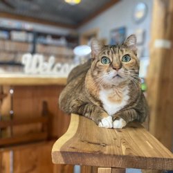 Shannon Veterinary Services