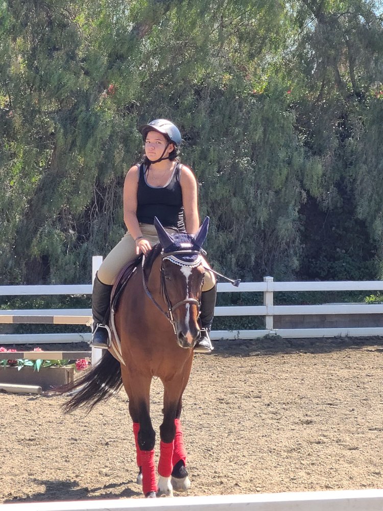 VOGEL EQUINE Updated August 2024 66 Photos & 25 Reviews 31441