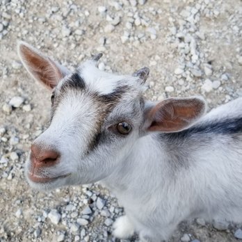 Lagoon Deer Park - Goat!!!! - Petting Zoos Near Me - Sandusky, Ohio