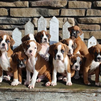 Boxer Blvd - Pet Breeders Near Me - Holmesville, Ohio
