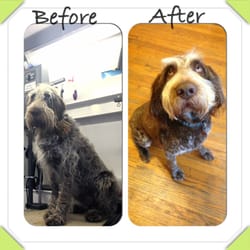 Wonder Dogs Mobile Grooming Spa - Look at the handsome Renzo boy all ready for summer! Thanks Shelly!