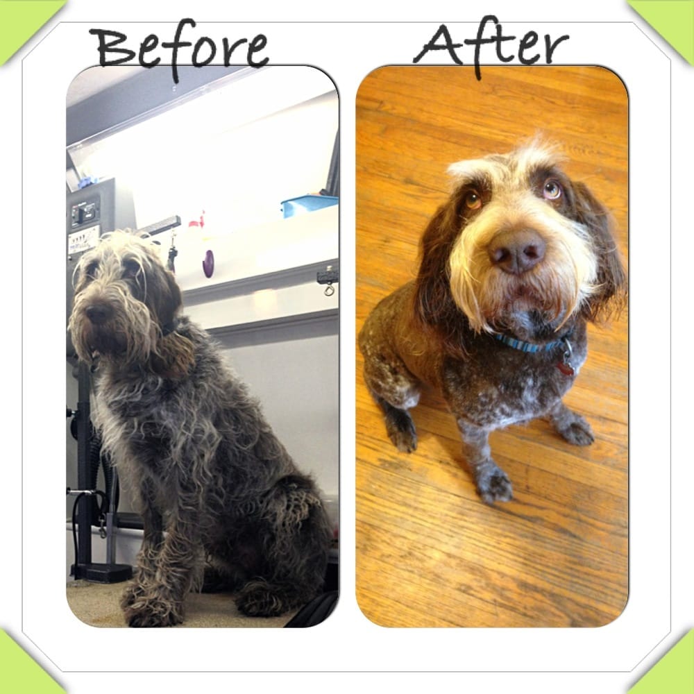 WONDER DOGS MOBILE GROOMING SPA Updated June 2024 75 Photos & 18