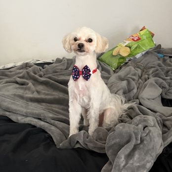 Puppy Face - Handsome bby at home - Pet Groomers Near Me - La Habra, California Puppy Face - Handsome bby at home - Pet Groomers Near Me - La Habra, California