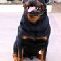 Photo of Statewood Rottweiler Kennels
