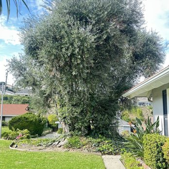 City Wide Landcare - Before - Tree Services Near Me City Wide Landcare - Before - Tree Services Near Me