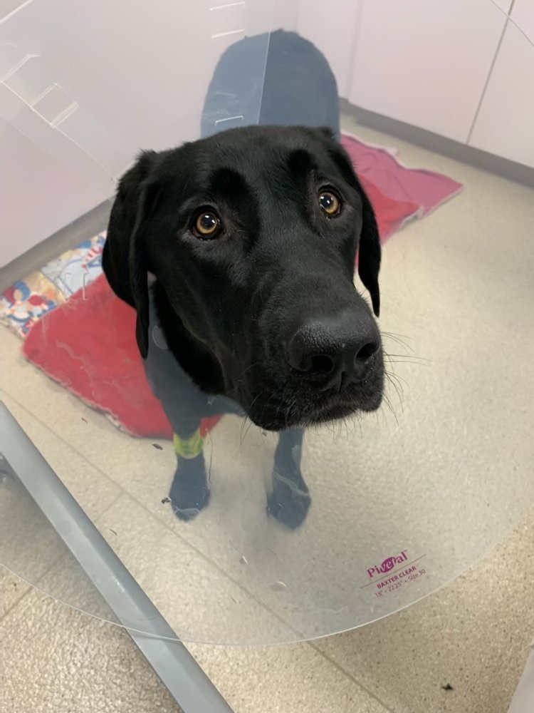 VETERINARY SPECIALISTS OF ALASKA Updated August 2024 15 Reviews