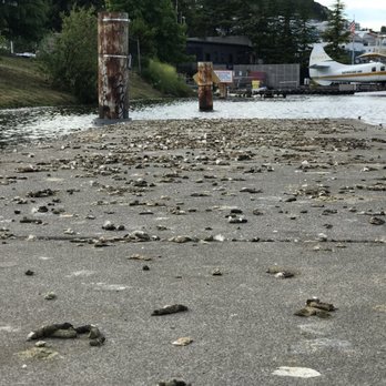 Lake Union Piers - Aforementioned goose poop. - Parks Near Me - Seattle, Washington Lake Union Piers - Aforementioned goose poop. - Parks Near Me - Seattle, Washington