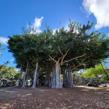 Kapiolani Park - Large banyan tree - Parks Near Me - Honolulu, Hawaii Kapiolani Park - Large banyan tree - Parks Near Me - Honolulu, Hawaii