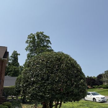 Prevatte Landscaping - After trim of bush tree - Landscaping Near Me - Suffolk, Virginia Prevatte Landscaping - After trim of bush tree - Landscaping Near Me - Suffolk, Virginia