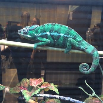 Reptile Show - Arts & Entertainment Near Me - Sacramento, California Reptile Show - Arts & Entertainment Near Me - Sacramento, California