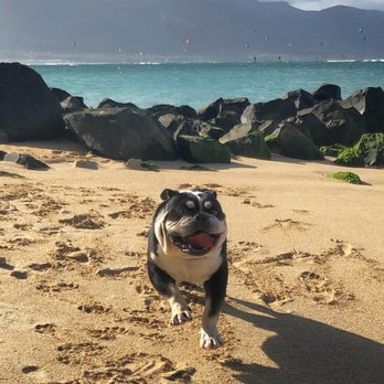 Grateful Dog Grooming - Pet Groomers Near Me - Kula, Hawaii Grateful Dog Grooming - Pet Groomers Near Me - Kula, Hawaii