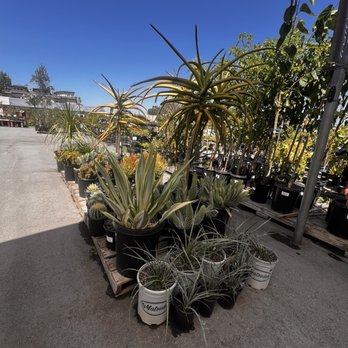 SummerWinds Nursery - Cupertino - Nurseries & Gardening Near Me - Cupertino, California SummerWinds Nursery - Cupertino - Nurseries & Gardening Near Me - Cupertino, California