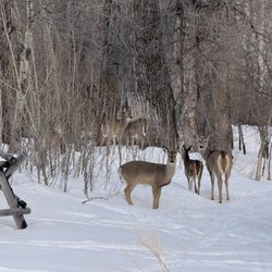 Field Kitchen - Deer at the farm