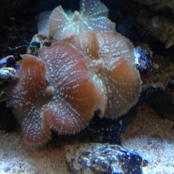 Seattle Aquarium - Aquariums Near Me - Seattle, Washington Seattle Aquarium - Aquariums Near Me - Seattle, Washington
