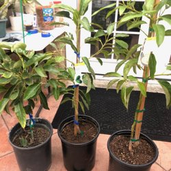 Ortega & Martinez Palms Nursery - BEAUTIFUL HASS, FUERTE, AVOCADO TREE $28ea.
BONITO HASS, FUERTE, AGUACATE $ 28ea.