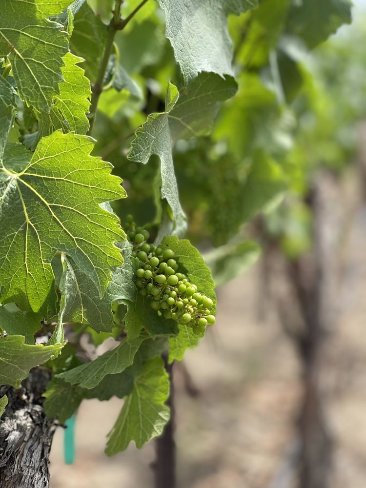 BONAIR WINERY Updated August 2024 103 Photos & 57 Reviews 500 S