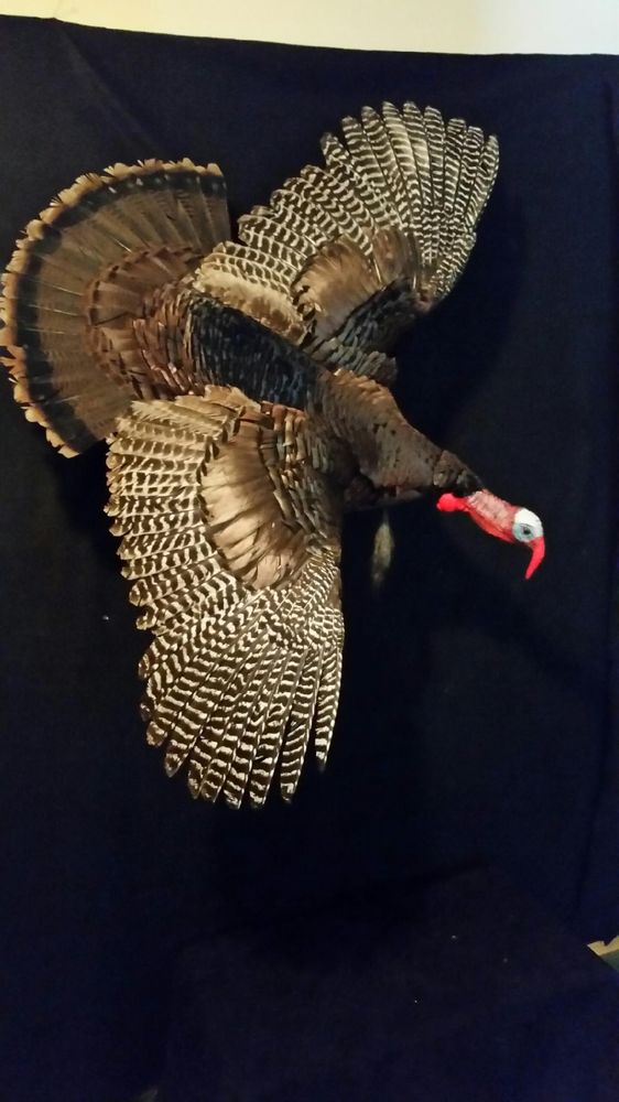 Jason's taxidermy - taxidermy in Mapleton, ND