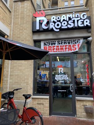 Roaming Rooster by null