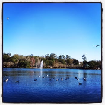 Lake Ella Park - Lake Ella Park on a beautiful January afternoon - Parks Near Me - Tallahassee, Florida Lake Ella Park - Lake Ella Park on a beautiful January afternoon - Parks Near Me - Tallahassee, Florida